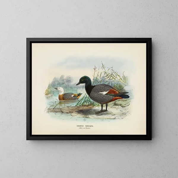 Casarca variegata samiec i samica - John Gerrard Keulemans — oprawiony obraz na ścianie