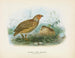 Caille de Nouvelle-Zélande samiec i samica - John Gerrard Keulemans — widok dzieła