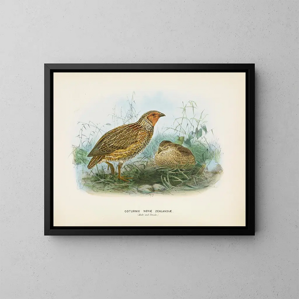 Caille de Nouvelle-Zélande samiec i samica - John Gerrard Keulemans — oprawiony obraz na ścianie