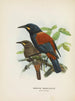 Créations carnuculatus - John Gerrard Keulemans — widok dzieła