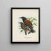 Créations carnuculatus - John Gerrard Keulemans — oprawiony obraz na ścianie