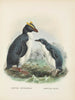 Eudyptes chrysocomus i Eudyptula minori - John Gerrard Keulemans — widok dzieła