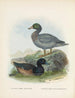 Fuligula new zealandiae et Hymenolaemus malacorhynchus - John Gerrard Keulemans — widok dzieła