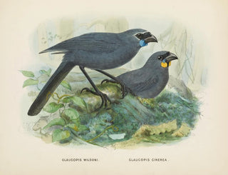 John Gerrard Keulemans - Glaucopis wilsoni and Glaucopis cinerea.webp