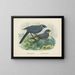 Glaucopis wilsoni i Glaucopis cinerea - John Gerrard Keulemans — oprawiony obraz na ścianie