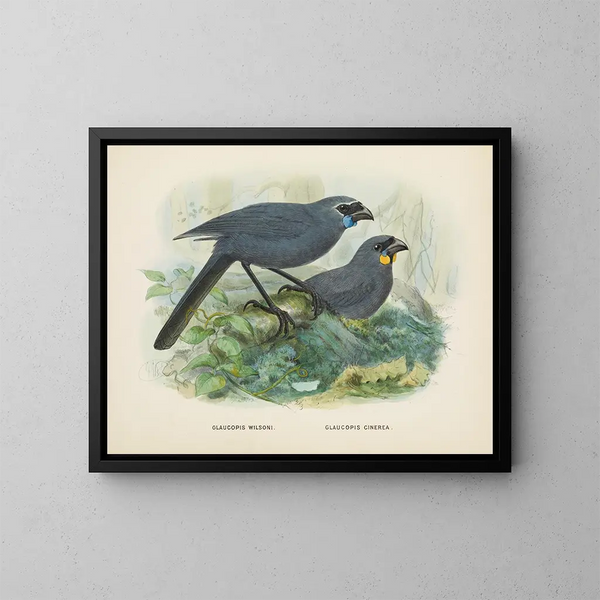 Glaucopis wilsoni i Glaucopis cinerea - John Gerrard Keulemans — oprawiony obraz na ścianie