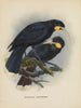 Heteralocha acutirostris - John Gerrard Keulemans — widok dzieła