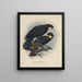 Heteralocha acutirostris - John Gerrard Keulemans — oprawiony obraz na ścianie