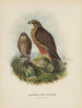 Hieracidea Nowa Zelandia dorośli i młode - John Gerrard Keulemans — widok dzieła