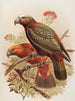 Papuga Kaka i odmiany Kakakura Nestor meridionalis - John Gerrard Keulemans — widok dzieła