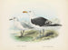 Larus bulleri i Larus dominicanus - John Gerrard Keulemans — widok dzieła