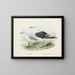 Larus bulleri i Larus dominicanus - John Gerrard Keulemans — oprawiony obraz na ścianie