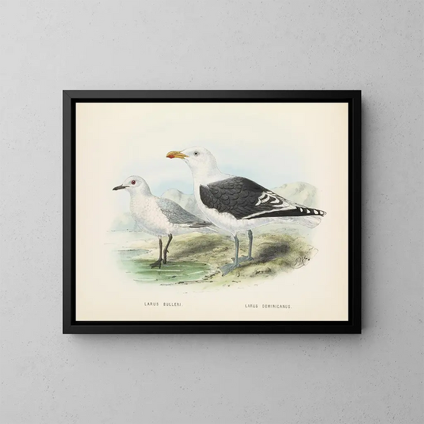 Larus bulleri i Larus dominicanus - John Gerrard Keulemans — oprawiony obraz na ścianie