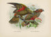 Nestor notabilis i Nestor meridionalis - John Gerrard Keulemans — widok dzieła