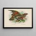 Nestor notabilis i Nestor meridionalis - John Gerrard Keulemans — oprawiony obraz na ścianie