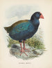 okładkowy Notornis - John Gerrard Keulemans — widok dzieła