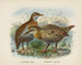 Ocydromus earli i Ocydromus australis - John Gerrard Keulemans — widok dzieła
