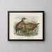 Ocydromus earli i Ocydromus australis - John Gerrard Keulemans — oprawiony obraz na ścianie