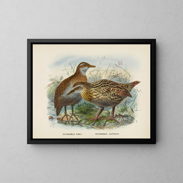 Ocydromus earli i Ocydromus australis - John Gerrard Keulemans — oprawiony obraz na ścianie