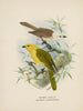 Orthonyx albicilla i Orthonyx ochrocephala - John Gerrard Keulemans — widok dzieła