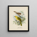 Orthonyx albicilla i Orthonyx ochrocephala - John Gerrard Keulemans — oprawiony obraz na ścianie