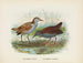Ortygometra affinis i Ortygometra tabuensis - John Gerrard Keulemans — widok dzieła