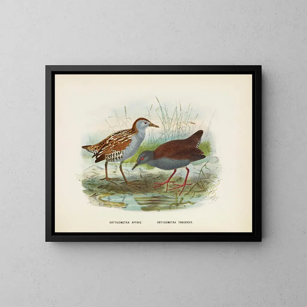 Ortygometra affinis i Ortygometra tabuensis - John Gerrard Keulemans — oprawiony obraz na ścianie