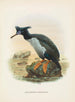 Phalacrocorax featherstoni - John Gerrard Keulemans — widok dzieła