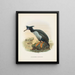 Phalacrocorax featherstoni - John Gerrard Keulemans — oprawiony obraz na ścianie