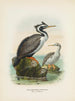 Phalacrocorax punctatus samiec i samica - John Gerrard Keulemans — widok dzieła
