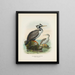 Phalacrocorax punctatus samiec i samica - John Gerrard Keulemans — oprawiony obraz na ścianie
