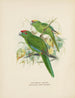 Platycercus auriceps Platycercus Nowa Zelandia - John Gerrard Keulemans — widok dzieła