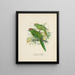 Platycercus auriceps Platycercus Nowa Zelandia - John Gerrard Keulemans — oprawiony obraz na ścianie
