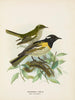 Mężczyzna i kobieta otoczeni pogonornisami - John Gerrard Keulemans — widok dzieła