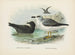 Puffin fuligineux i Puffin de Lessoni - John Gerrard Keulemans — widok dzieła