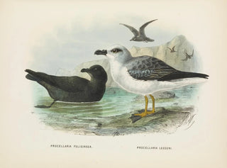 Puffin fuligineux i Puffin de Lessoni - John Gerrard Keulemans — widok dzieła
