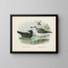 Puffin fuligineux i Puffin de Lessoni - John Gerrard Keulemans — oprawiony obraz na ścianie