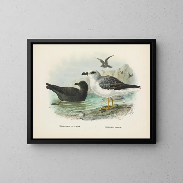 Puffin fuligineux i Puffin de Lessoni - John Gerrard Keulemans — oprawiony obraz na ścianie