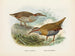Rallus philipensis i Rallus dieffenbachii - John Gerrard Keulemans — widok dzieła