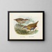 Rallus philipensis i Rallus dieffenbachii - John Gerrard Keulemans — oprawiony obraz na ścianie
