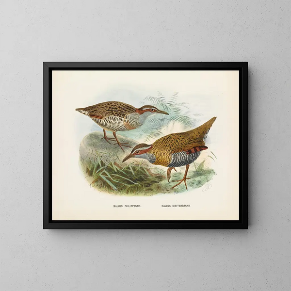 Rallus philipensis i Rallus dieffenbachii - John Gerrard Keulemans — oprawiony obraz na ścianie