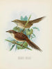 Spenoeacus punctatus i Spenoeacus rufescens - John Gerrard Keulemans — widok dzieła