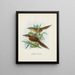 Spenoeacus punctatus i Spenoeacus rufescens - John Gerrard Keulemans — oprawiony obraz na ścianie