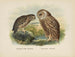 Spiloglaux de Nouvelle-Zélande i Sceloglaux à face blanche - John Gerrard Keulemans — widok dzieła