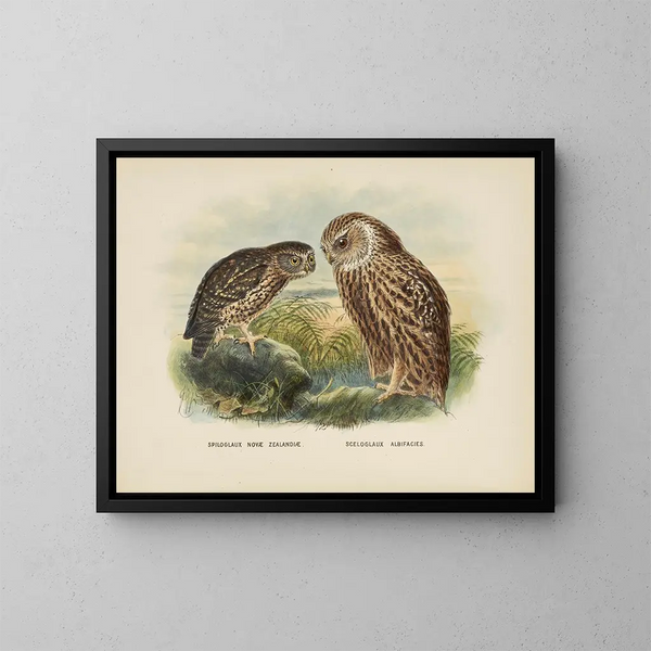 Spiloglaux de Nouvelle-Zélande i Sceloglaux à face blanche - John Gerrard Keulemans — oprawiony obraz na ścianie