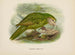 Stringops habroptilus - John Gerrard Keulemans — widok dzieła