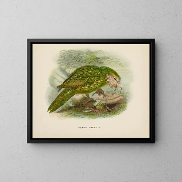 Stringops habroptilus - John Gerrard Keulemans — oprawiony obraz na ścianie
