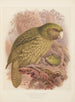 Le Kakapo ou perroquet hibou Stringops habroptilus - John Gerrard Keulemans — widok dzieła