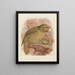 Le Kakapo ou perroquet hibou Stringops habroptilus - John Gerrard Keulemans — oprawiony obraz na ścianie