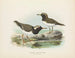 Thinornis novaezelandiae dorosły i młody - John Gerrard Keulemans — widok dzieła